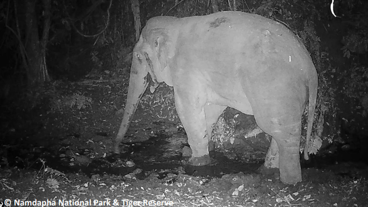 Elephant recorded in India’s Namdapha Tiger Reserve after 12 years